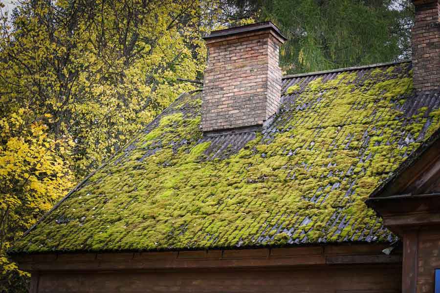 roof severely covered in moss and algae