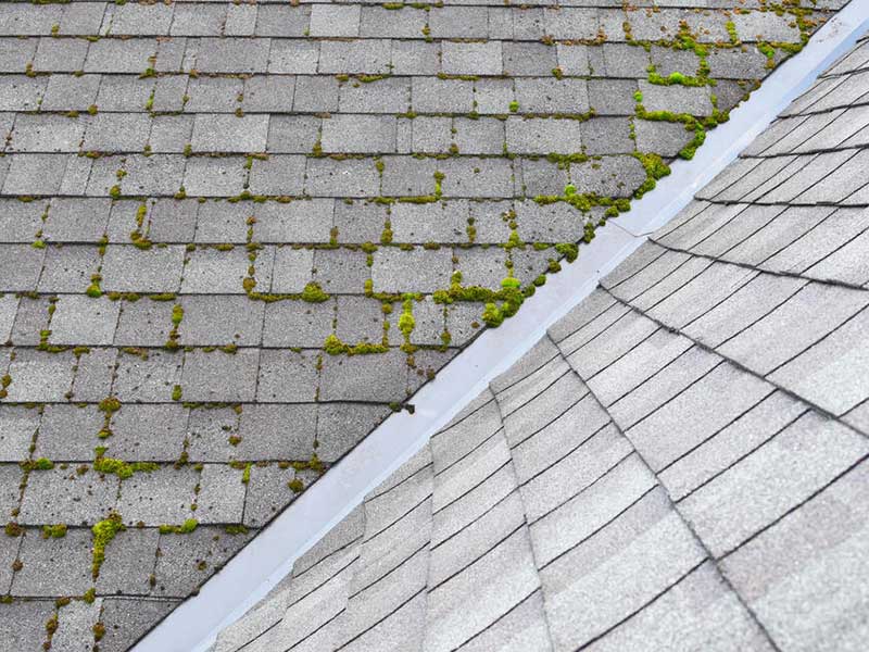 Mold on Roof Top