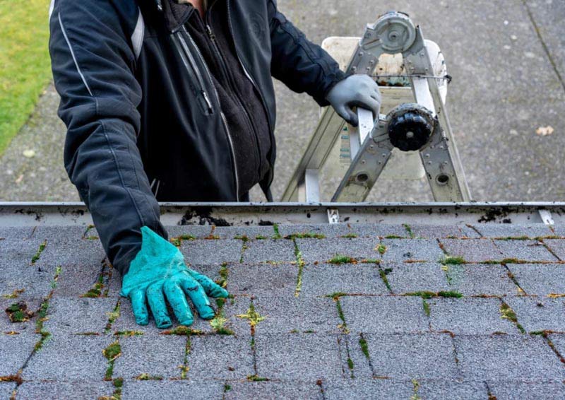 examining-moss-on-a-roof